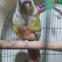 شادگان|پرنده|شادگان, |دیوار