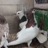 جفت رنگه آس پاک|پرنده|بیرجند, |دیوار