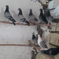 تعدادی ۲۰عددنرهمه ازنسل عالی