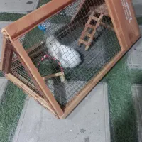 خرگوش لوپ چشم آبی|موش و خرگوش|تهران, علی‌آباد|دیوار