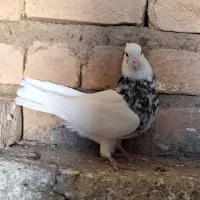 کبوتر طوقی زرین|پرنده|کهک, |دیوار