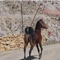 اسب کره مادیون