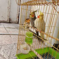 عروس هلندی دم دراز