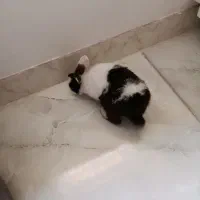 خرگوش