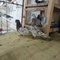 کبوتر کفتر رنگی مناسب