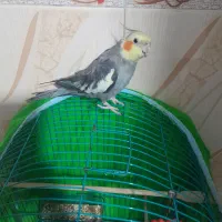 پرنده ی عروس نر و ماده هر دوکاملا سالم وسرحال|پرنده|رشت, دخانیات|دیوار