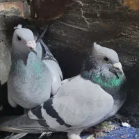 جفت سبز کلاغ کلاهی