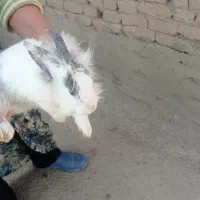 خرگوش|موش و خرگوش|خسروشاه, |دیوار