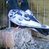 سینه سیاه|پرنده|سوسنگرد, |دیوار