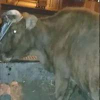 گاو سیمنتال