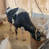 گاو هلشتاین آبستن|حیوانات مزرعه|سرپل ذهاب, |دیوار