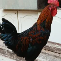 خروس گلین