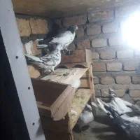 کفتر پرشی|پرنده|مشکین‌دشت, |دیوار