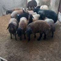 بره،شیشک،عروسی،مراسمات