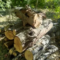 فروش چوب درخت|خدمات باغبانی و درختکاری|دزپارت, |دیوار