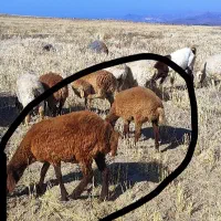 بره ماده|حیوانات مزرعه|مشگین شهر, |دیوار