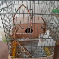 قفس عروس هلندی