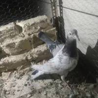 نر و ماده به شرط تخم وجوجه