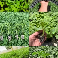 نشاء|گل و گیاه طبیعی|اهواز, شریعتی جنوبی|دیوار