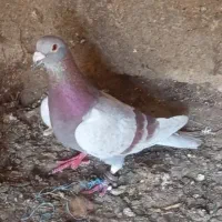 کبوتر|پرنده|منجوان, |دیوار