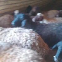 فروشی ۳۰ راس میش ۲۰ راس بره دار و۱۰ راس آبستن