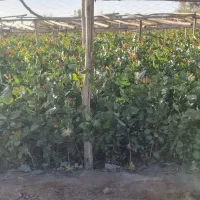 نهال پسته درجه یک