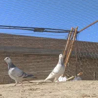 قیمت ۲۰۰۰۰۰۰