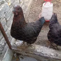 مرغ تخم گذار