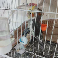 دو عدد عروس هلندی سالم سالم جوجه یه ماه