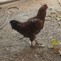 مرغ و خروس محلی