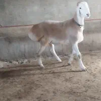 بره قوچی چینی