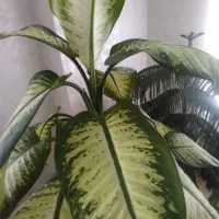 گل مطبق ۷ طبقه سالم وسلامت|گل و گیاه طبیعی|خلخال, |دیوار