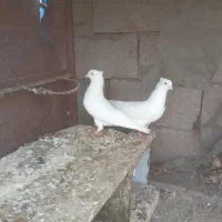 کبوتر چشم و نوک سفید