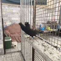 زاغ آبادانی اصیل واکسی|پرنده|شاهینشهر, فردوسی|دیوار