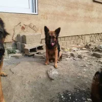 سگ ماده ژرمن شپرد