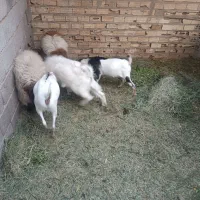 گوسفند معامله ای|حیوانات مزرعه|نرماشیر, |دیوار