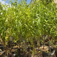 نهال بادام مقاوم به کمآبی|خدمات باغبانی و درختکاری|اقبالیه, |دیوار