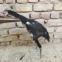 مرغ خروس لاری جوجه لاری مرغ محلی