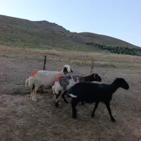 میش اصیل سنجابی