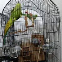 یک جفت طوطی ملنگو|پرنده|علیآباد کتول, |دیوار