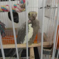 عروس هلندی جوون دم تخم