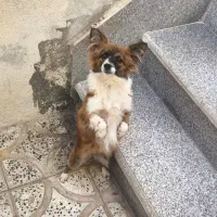 واگذاری سگ نژاد پاپیلون