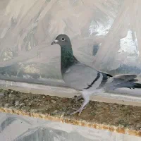 بار جدید اصل جنس