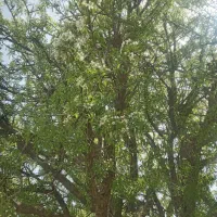 زمین میانگلال