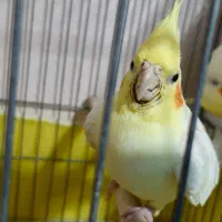 عروس هلندی لوتینو مولد به همراه تخم نطفه دار|پرنده|نسیم‌شهر, |دیوار