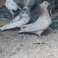 سار کاکلی نروماده