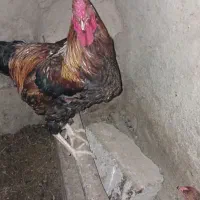 خروس دورگ.  مرغ
