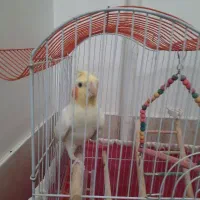 عروس هلندی