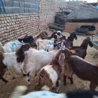بزغاله نر دورگ پاکستانی