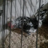 خروس گلین لری|حیوانات مزرعه|قرچک, فردیس|دیوار